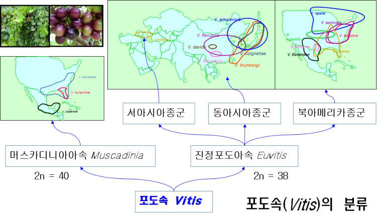 전세계 포도속 분류에 대한 지역 분포도