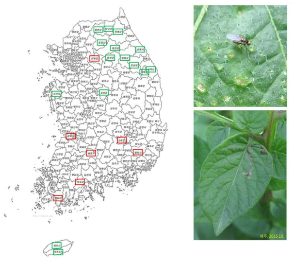 국내 감자 주산지의 흑다리잎굴파리 발생 분포
