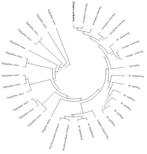 Maximum likelihood phylogeny of parasitoid species of leafminers collected by damaged leaf samples [10 leaflets/ field] in survey locations. The scale indicates the percentage of divergence from each species. The phylogenic tree was generated by PROC MEGA6