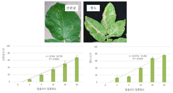 잎굴파리 접종밀도별 감자잎의 산란공수 및 갱도수