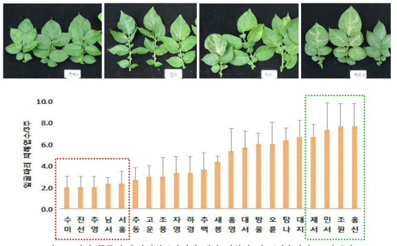 감자 품종별 흑다리잎굴파리에 대한 저항성 정도(가을감자, 포장검정)
