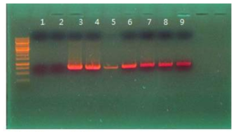 PCR 검정을 통한 길항미생물 GFP 판별 1,2 lane-503; 3,4 lane-ET12567/Puz8002+Pset gfp plazmid; 6,7,8,9 lane-gfp tagging 503