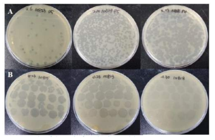 Results from the plaque(A) and dotting(B) assays