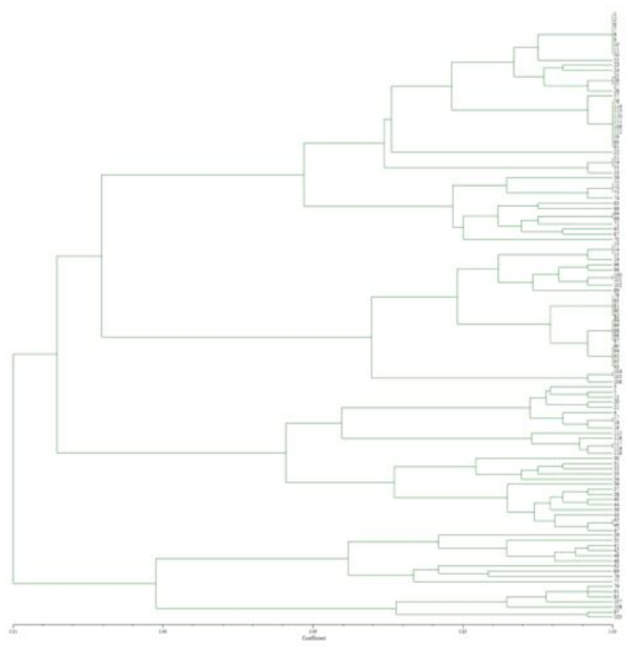 Result of phylogenetic analysis with isolate-specificities and plaque types performed by using the NTSys software