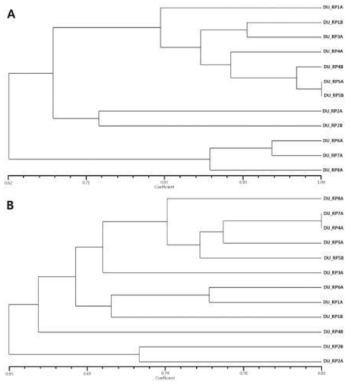 Dendrogram (A) and phylogenetic tree (B) generated using the NTSys software based on the isolate-specificities and AFLP fingerprints of the selected phages, respectively