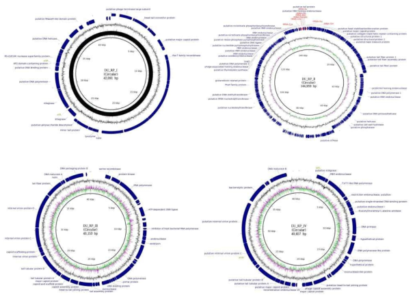 Maps of the four selected phages. GC skew, GC content, CDS region, annotated proteins and tRNAs were indicated in the maps. From the top to the bottom: DU_RP_I, DU_RP_II, DU_RP_III, and D: DU_RP_IV