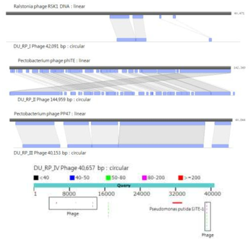 Comparison of genome sequences of the selected phages with other phages. From the top to the bottom: DU_RP_I, DU_RP_II, DU_RP_III, and D: DU_RP_IV