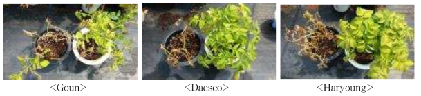 Effects of bacteriophages to control the bacterial wilt disease on pot experiments. Plants on left pots of each variety were inoculated with only the pathogen, Ralstonia solanacearum, and plants on right pots of each variety were co-inoculated with the pathogen, Ralstonia solanacearum and phage lysing the pathogen