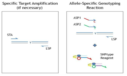 SNPtype Assays for SNP Genotyping