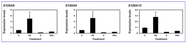 Effect of MAPK blocker on endometrial S100A8, S100A9, S100A12 expression