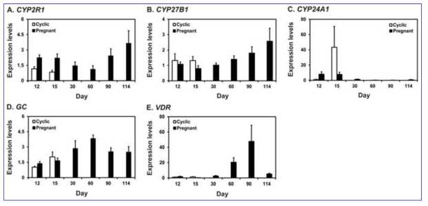 Expression of Vitamin D metabolic enzymes, Vit D binding protein (GC), and VDR in the uterine endometrium during the estrous cycle and pregnancy in pigs
