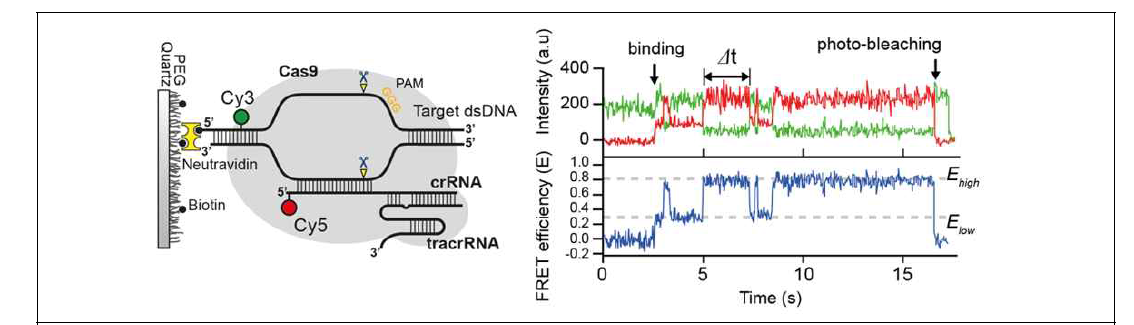단일분자 수준에서 관찰한 동역학 데이터(위)와 단일분자 수준에서 규명된 크리스퍼 유전자가위의 작동원리 모델(아래)