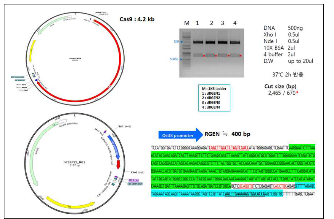 CRISPR-Cas9 적용 선정된 RGEN 합성