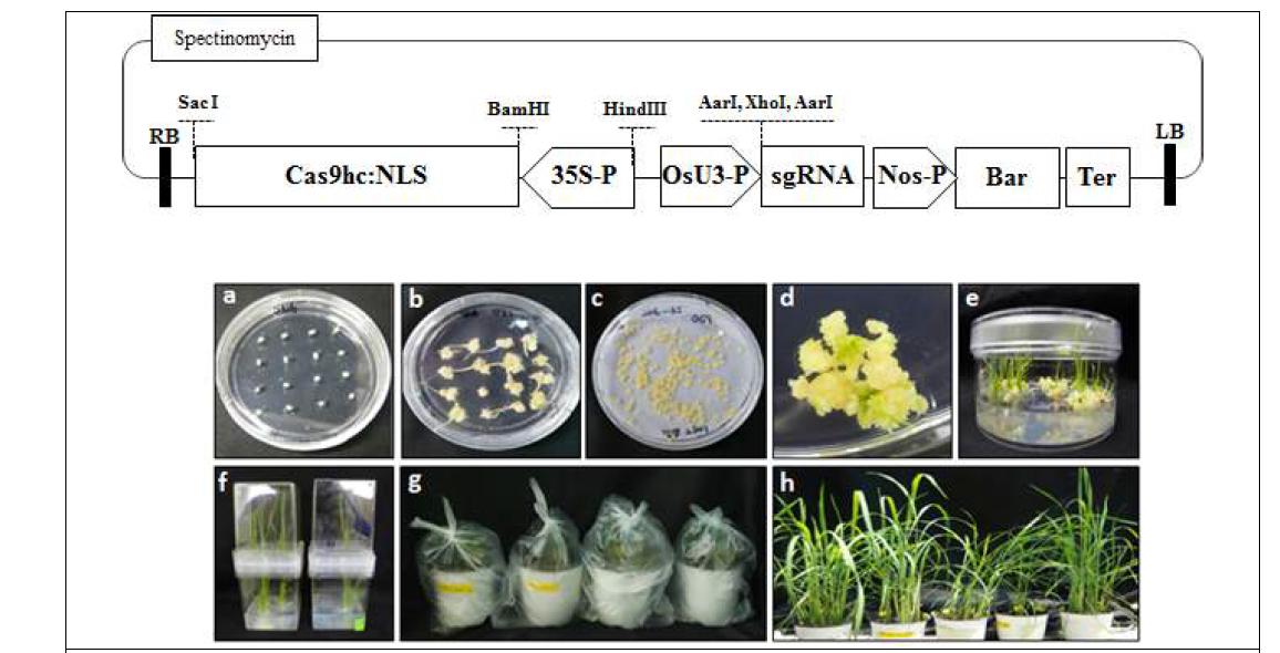 CRISPR-Cas9 발현을 위한 식물벡터 구축 및 벼 형질전환체 육성