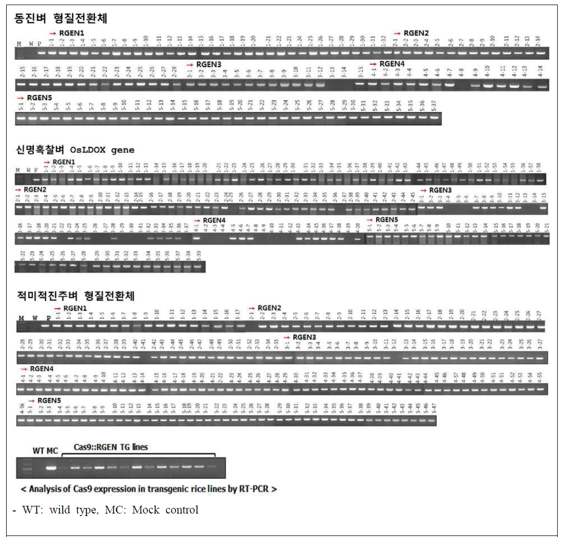 PCR 분석을 통한 벼 형질전환 유무 확인