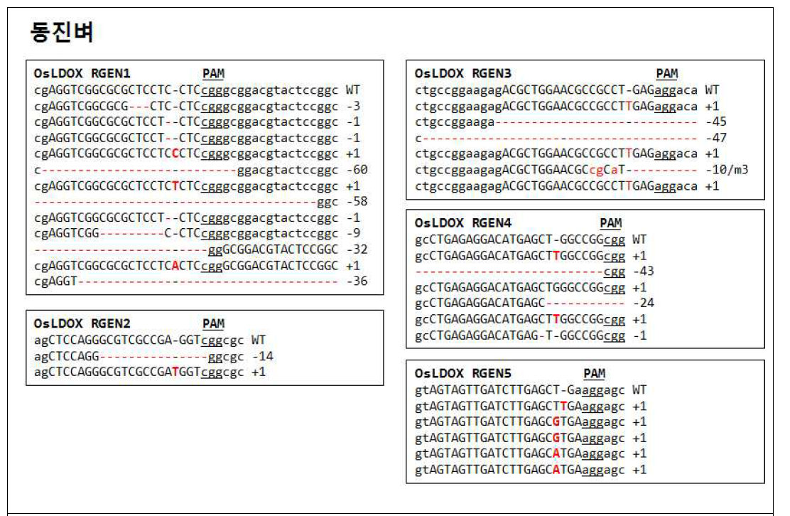 동진벼 품종으로부터 LDOX 유전자 RGEN영역 변이 확인