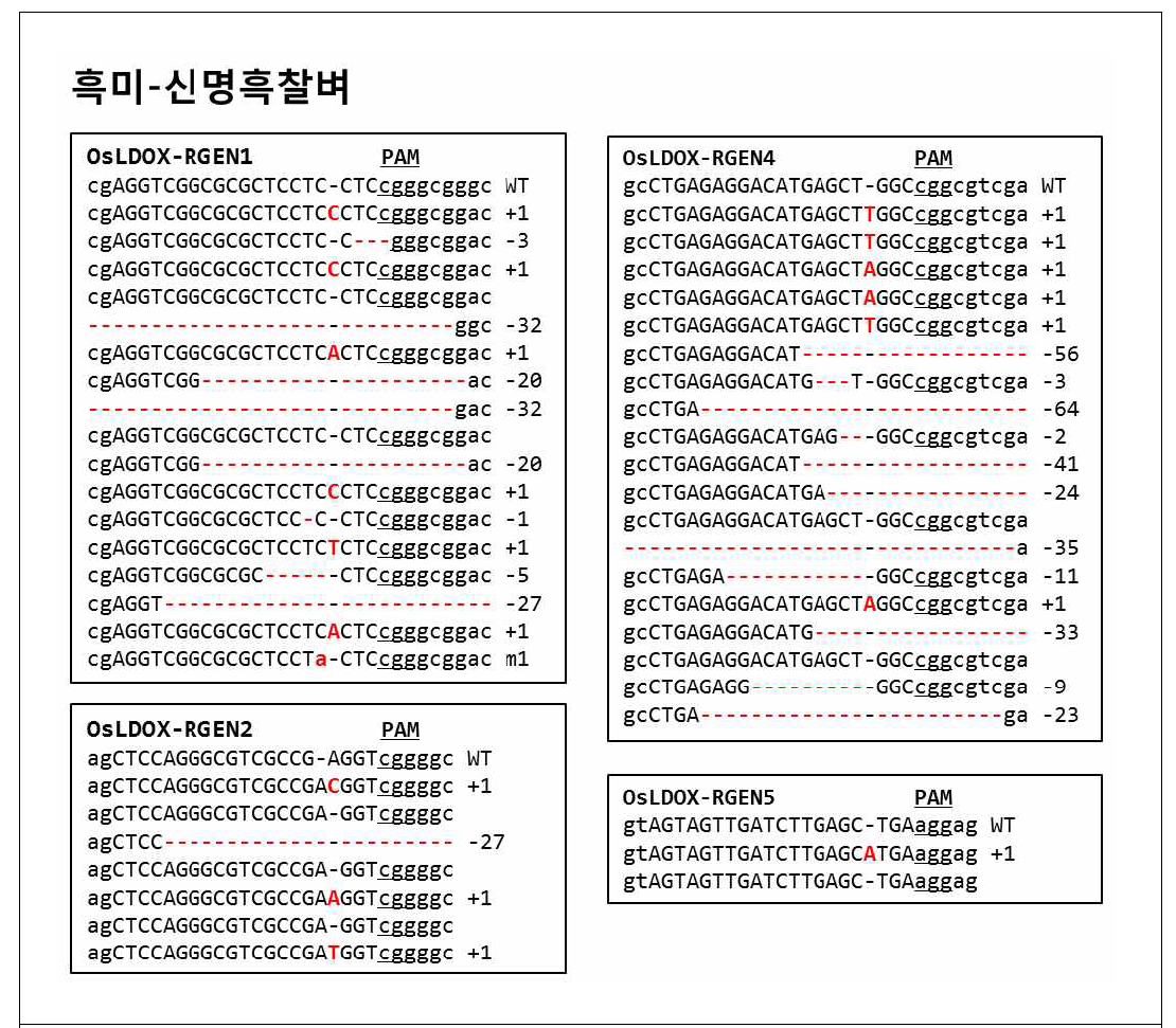 신명흑찰벼 품종으로부터 LDOX 유전자 RGEN영역 변이 확인