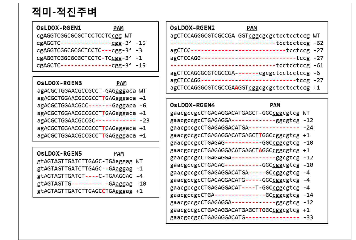 적진주벼 품종으로부터 LDOX 유전자 RGEN영역 변이 확인