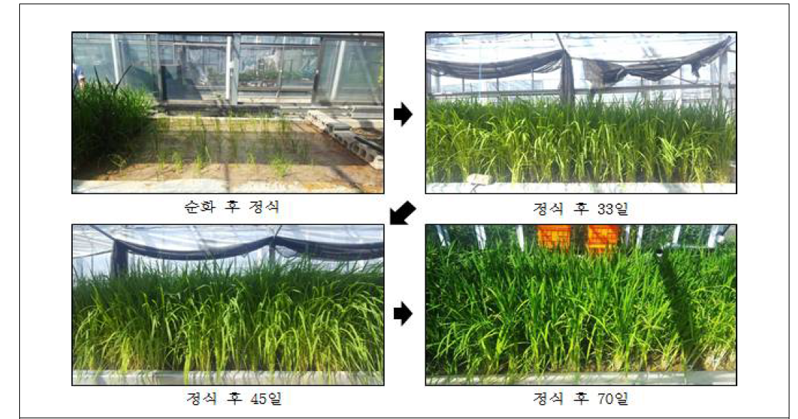 CRISPR-Cas9 vector 도입 형질전환체들의 후대 육성