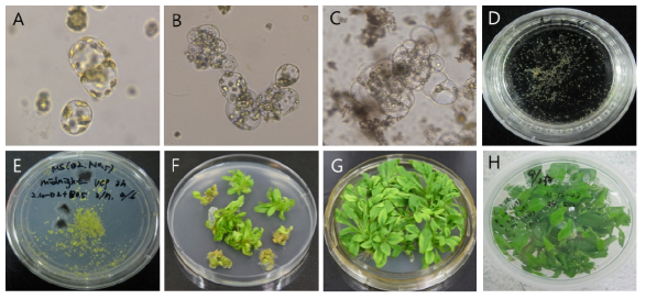 페튜니아 원형질체 발달 단계 및 재분화체 확보. A: 배양 1일 후, B: 배양 3일 후, C: 배양 1주일 후, D: colony, E: callus, F: shoots, G: shoot and root, H: 재분화 식물체