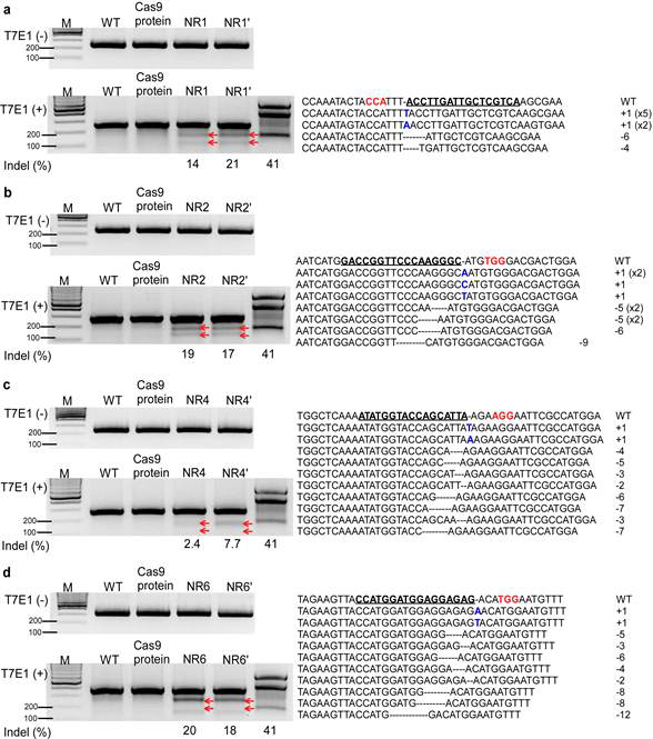 Cas9/sgRNA를 이용한 페튜니아 원형질체 형질전환 RGEN RNPs 결과