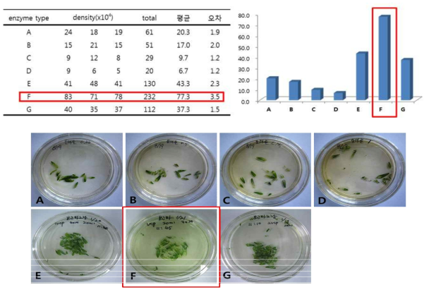 세포벽 분해 효소 농도별 원형질체 분리 및 분리된 원형질체 결과