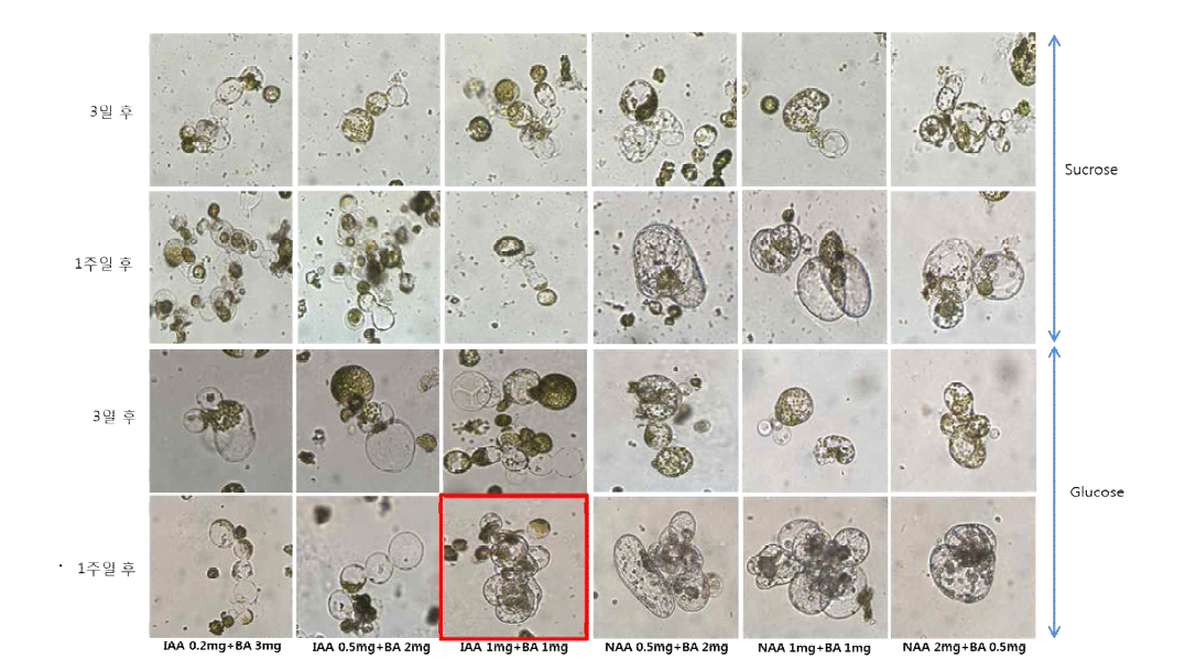 호르몬(Auxin, Cytokin) 및 에너지원 조합에 따른 토마토 원형질체 배양