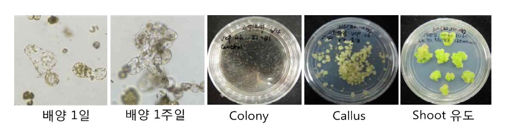 토마토 원형질체 배양을 통한 callus 유도