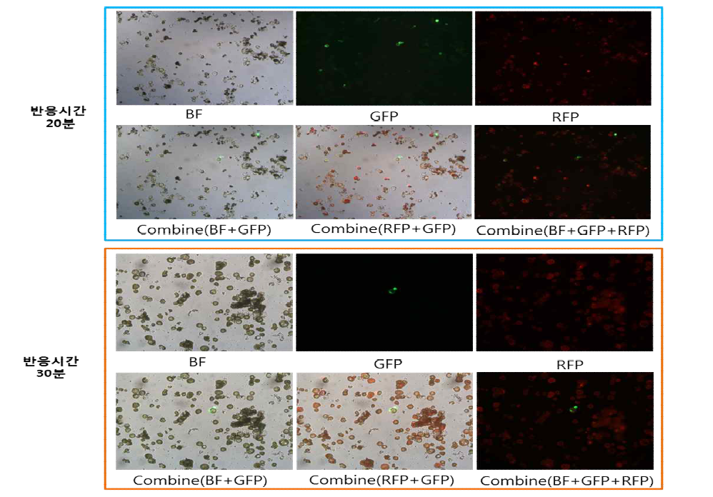 40% PEG, 50ug plasmid DNA, 반응시간(20, 30분) protoplast 형질전환 효율