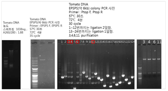 토마토 스위트킹 품종의 EPSPS 유전자 동정을 위한 PCR 수행결과