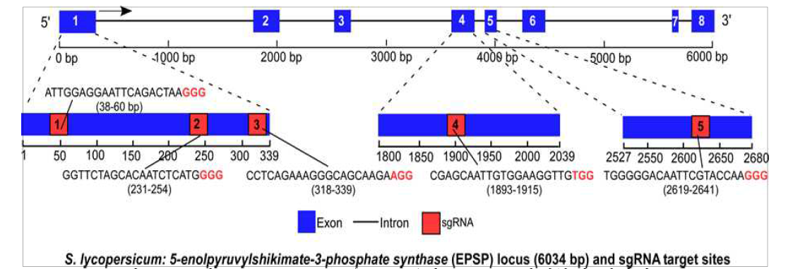 토마토 EPSPS locus(6,034bp)와 sgRNA 타겟부위 디자인