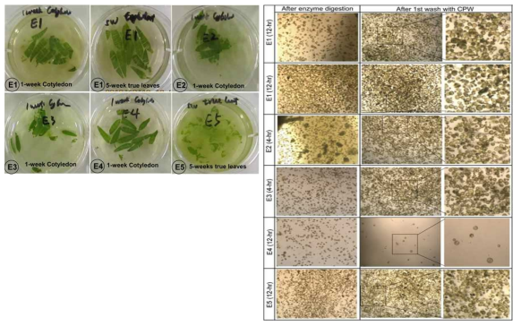세포벽 분해 효소의 조합에 따른 세포벽 분해정도 및 원형질체 분리