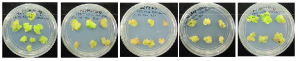 토마토 원형질체 배양 및 캘러스 유도