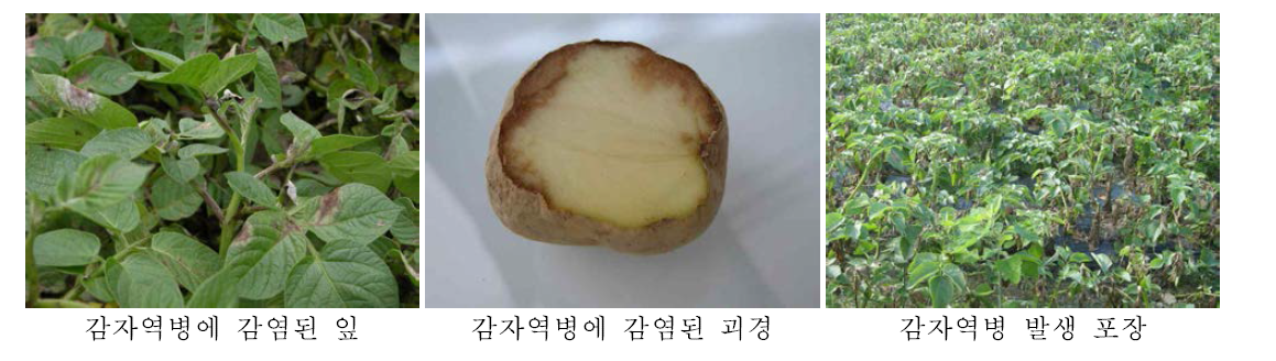 감자 역병의 대표적인 병징과 발생 포장 사진