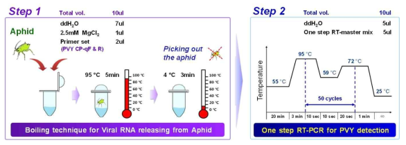 Boiling technique을 이용한 PVY의 viral RNA 용출 후 one-step RT-PCR 수행 과정
