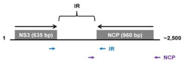 RSV RNA3 IR 및 NCP의 클로닝에 사용한 primer 위치
