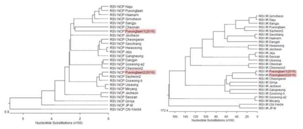 RSV RNA3의 NCP 및 IR 유전자의 계통주 분석결과