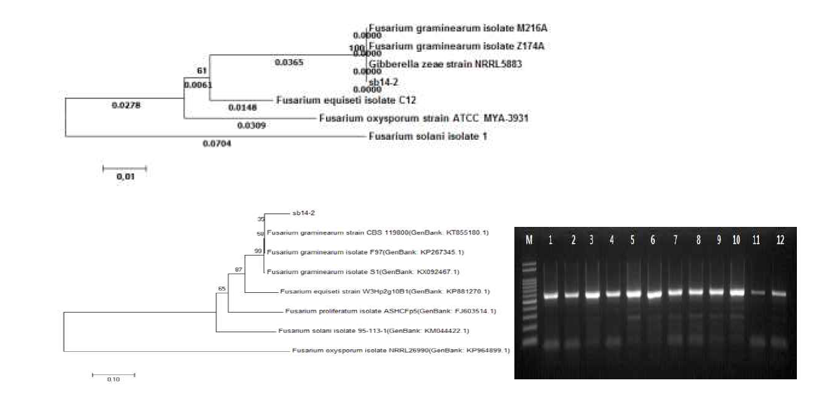 F. graminearum 분리균주 sb14-2 ITS 및 TEF 1-alpha (EF1-α) gene 분석