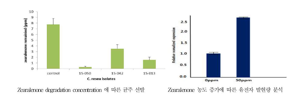 Zearalenone 분해율 높은 균주 선발 및 유전자 발현량 분석