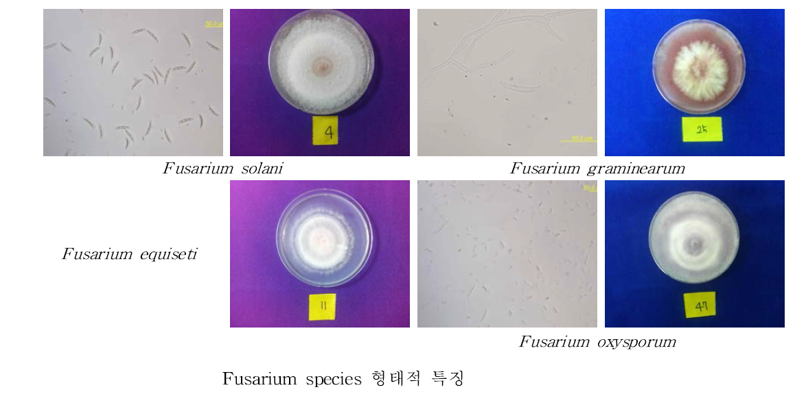 Fusarium species 균주들의 배지상 모습 및 포자 형태