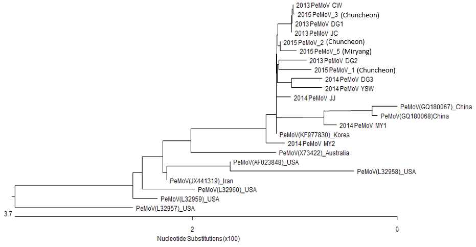 Peanut mottle virus (PeMoV)의 CP 유전자를 이용한 계통분석