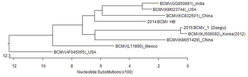 Bean common mosaic virus (BCMV)의 CP 유전자를 이용한 계통분석