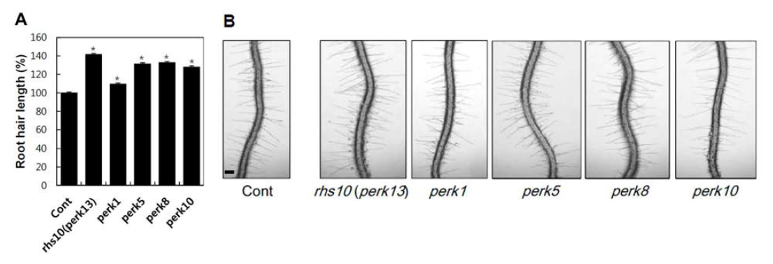 RHS10과 paralog PERK들의 기능상실 돌연변이는 정상보다 짧은 뿌리털의 표현형 나타냄