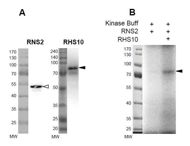 RNS2는 RHS10의 kinase 도메인 만으로는 in vitro 실험에서 phosphorylation되지 않음