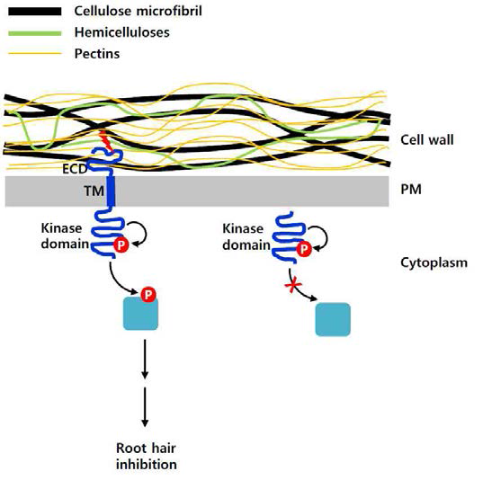 RHS10의 Extracellular domain(ECD)의 역할