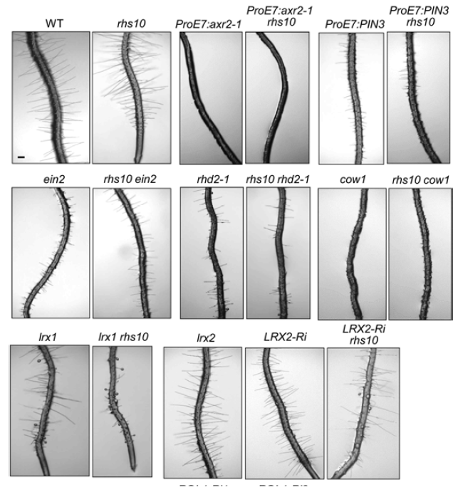 RHS10과 뿌리털 발달 관련 유전자의 상관관계 분석