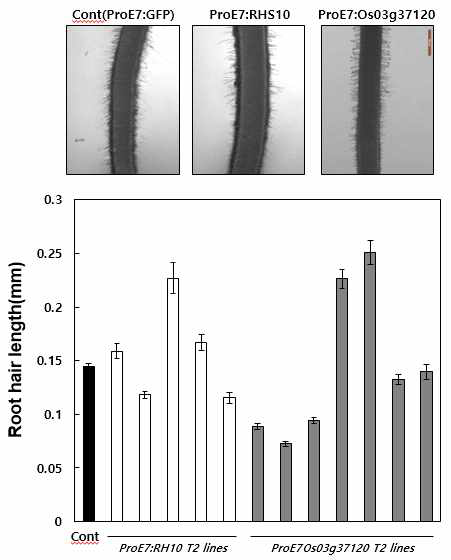 벼의 뿌리털 특이적 RHS10 과발현체의 뿌리털 길이 정량