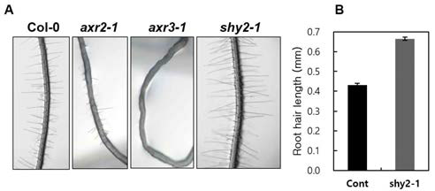Aux/IAA 3종의 뿌리털 표현형