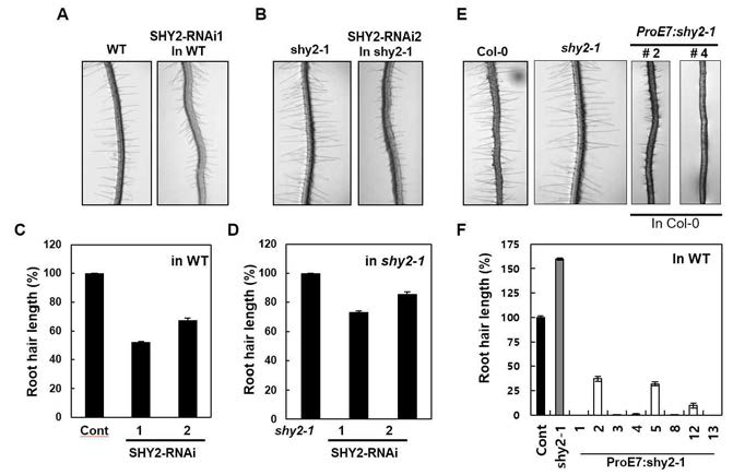 SHY2 knock-down과 과발현 식물체의 뿌리털 표현형