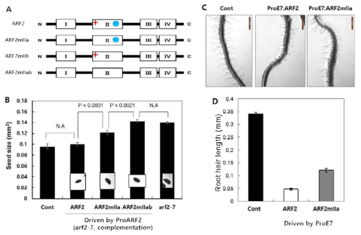 ARF2의 EAR motif 기능 분석을 위한 돌연변이 식물체의 seed 크기와 뿌리털 표현형 관찰